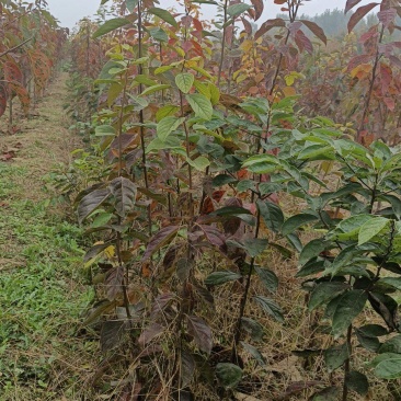 阳丰脆柿子树苗