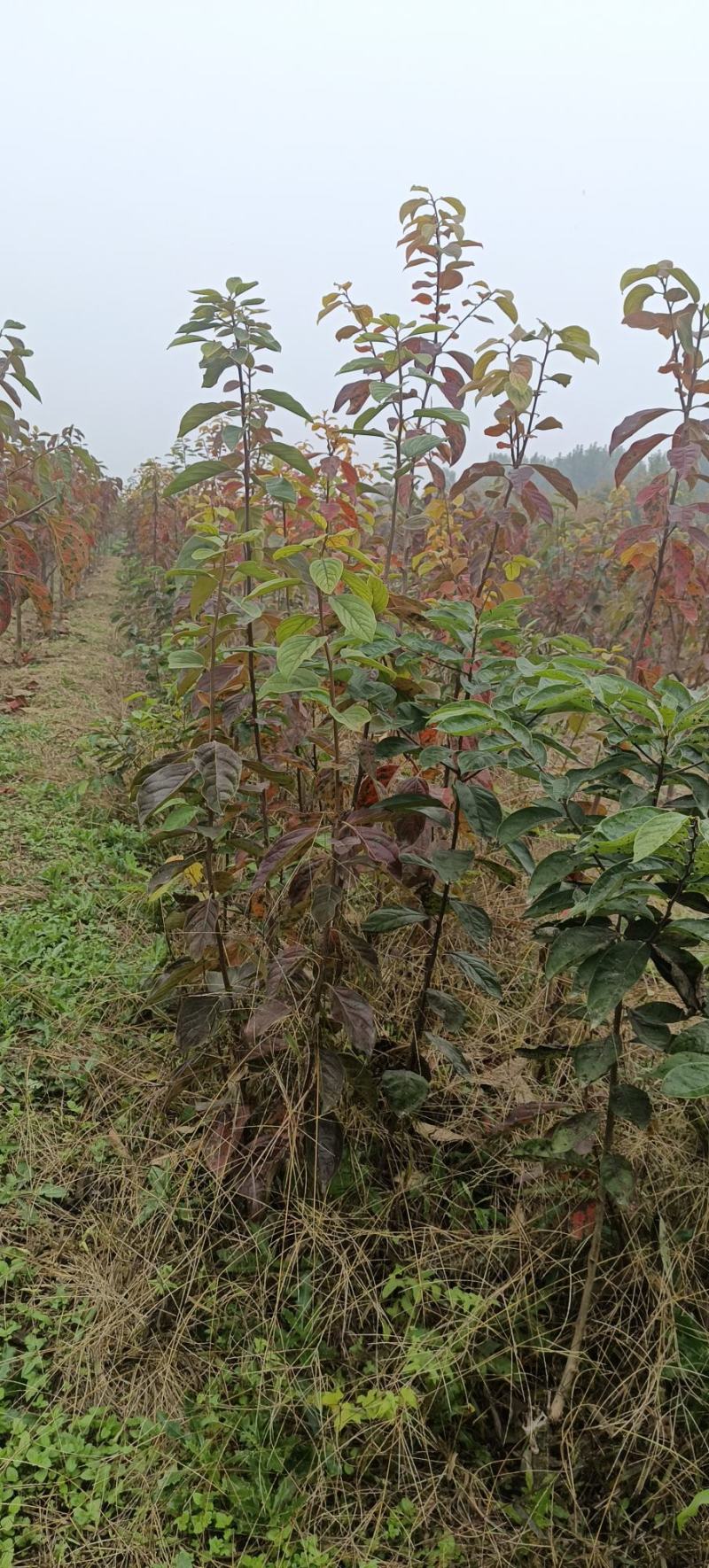 阳丰脆柿子树苗