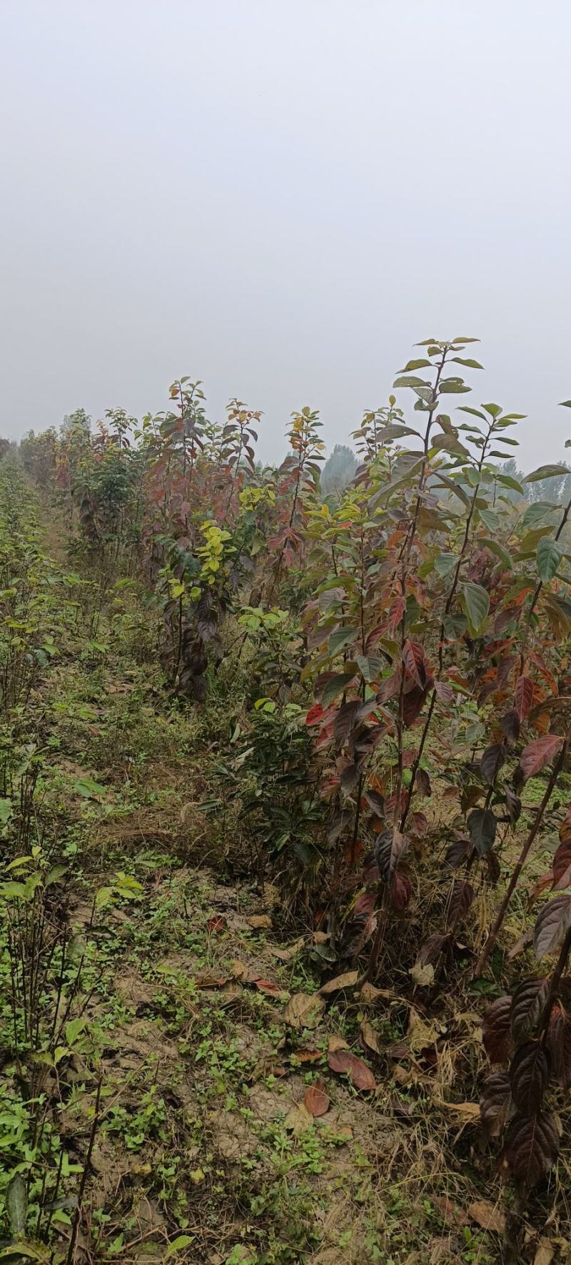 阳丰脆柿子树苗