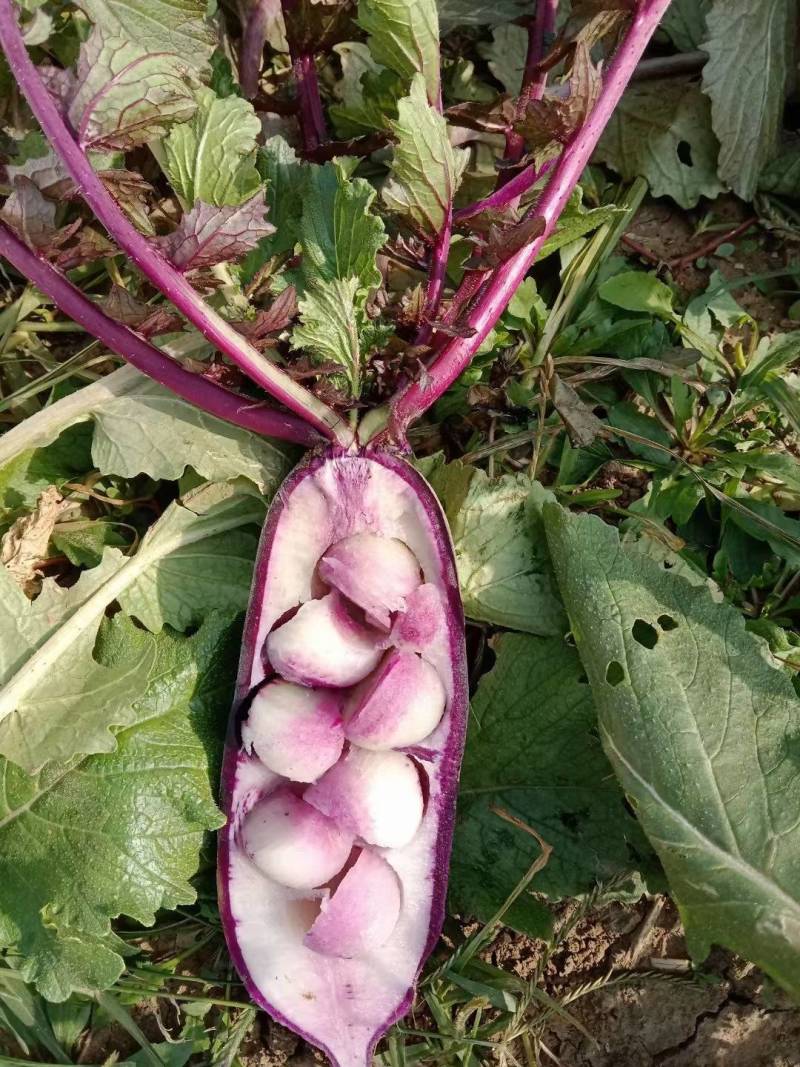 冰激凌萝卜，水果萝卜，冰糖心萝卜凤梨彩虹一，对接电商