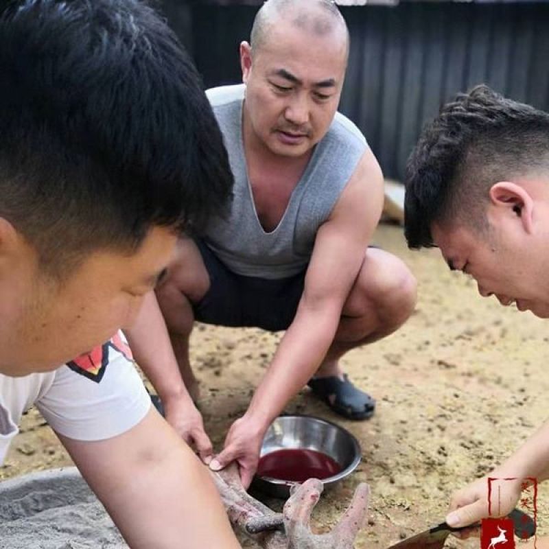 长白山梅花鹿现切鹿茸片鲜鹿茸鹿场直供煲汤泡洒头茬鹿茸