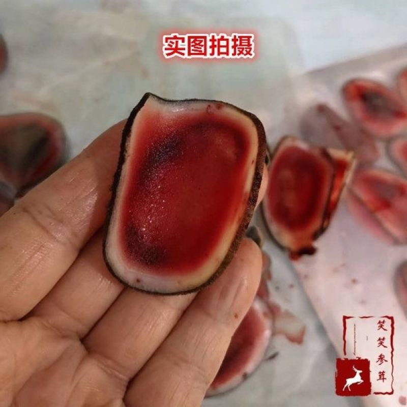 长白山梅花鹿现切鹿茸片鲜鹿茸鹿场直供煲汤泡洒头茬鹿茸
