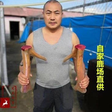 长白山梅花鹿现切鹿茸片鲜鹿茸鹿场直供煲汤泡洒头茬鹿茸