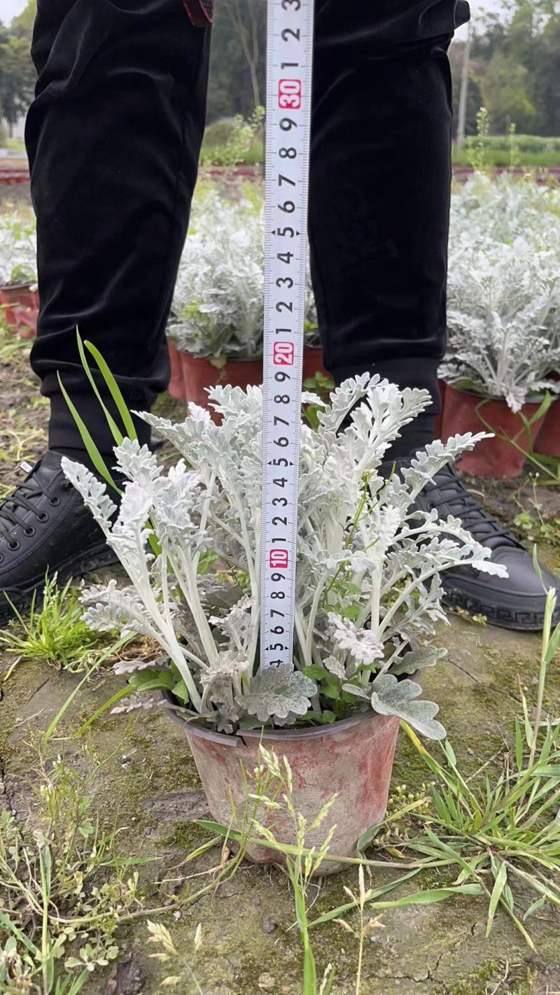 银叶菊双色杯杯苗，银叶菊成都基地大量供应