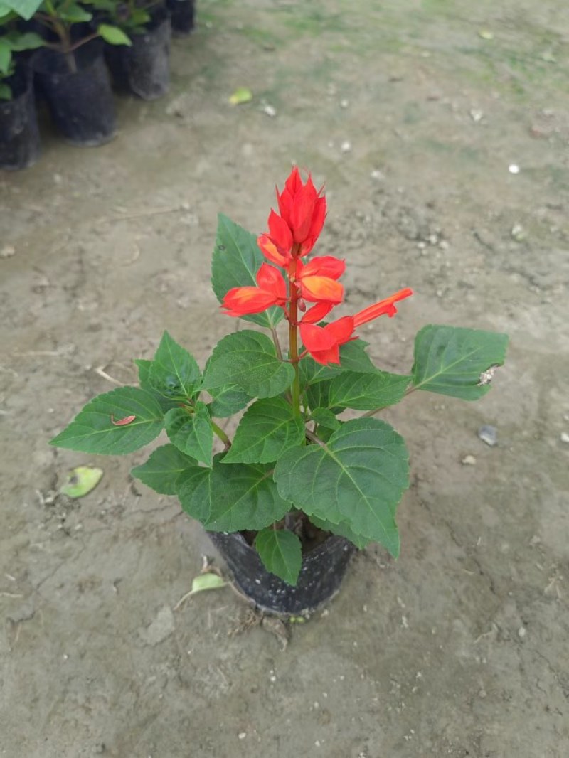 一串红杯苗，一串红价格多少，一串红成都基地