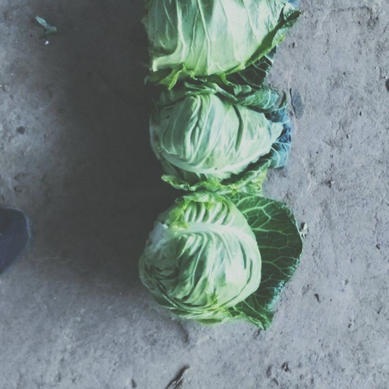 湖北枝江牛心包大量上市了！一手货源！