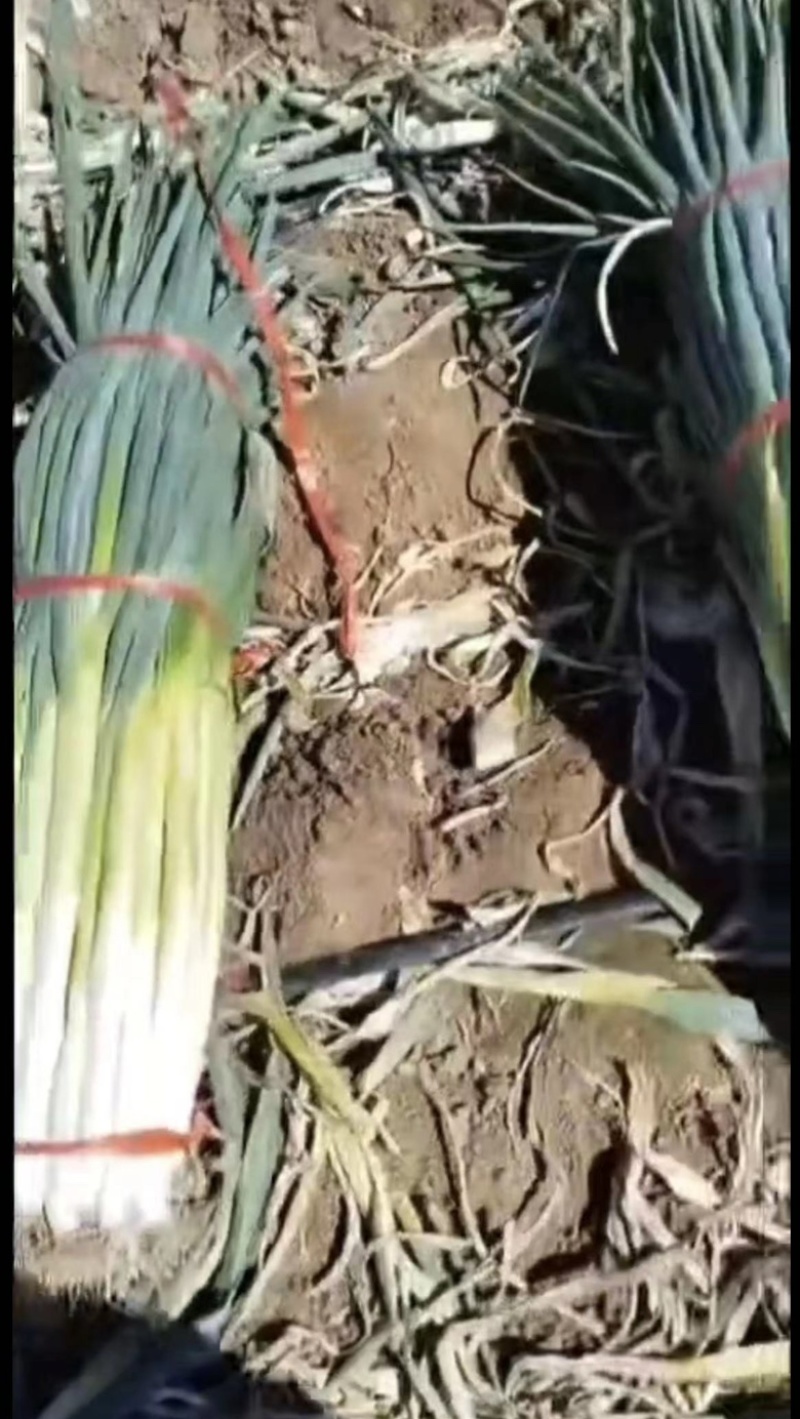 深州市长白葱种植基地
