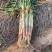 深州市长白葱种植基地