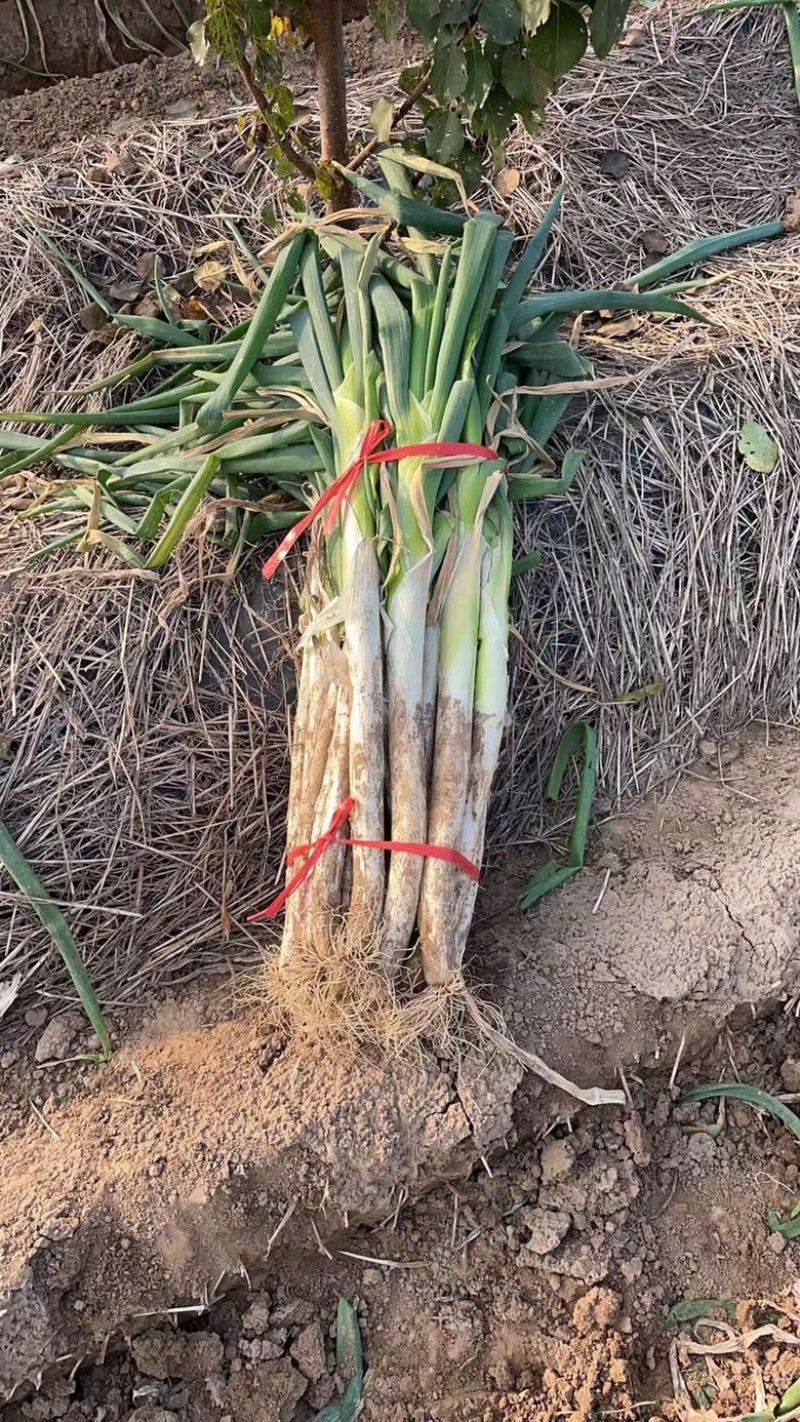 深州市长白葱种植基地
