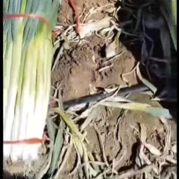深州市长白葱种植基地