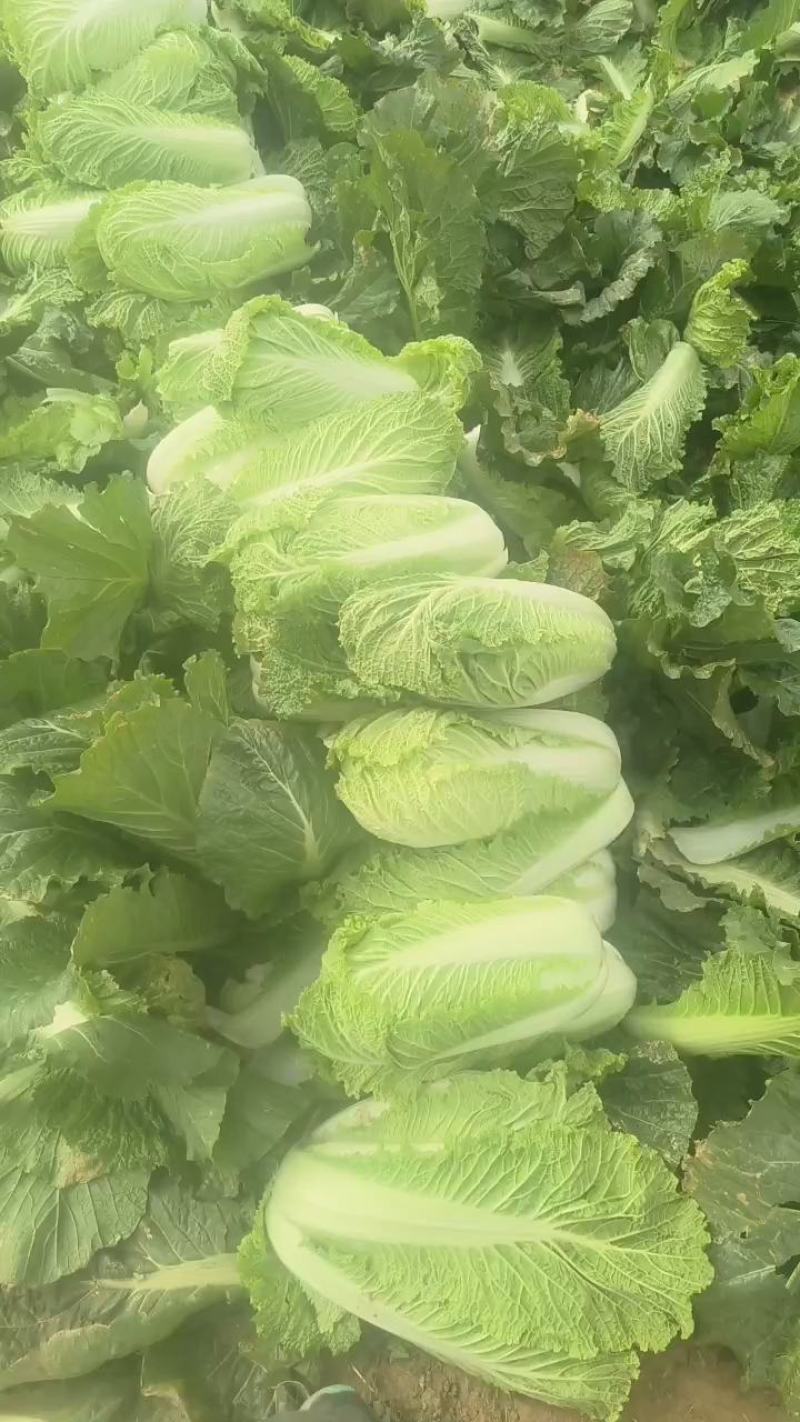 山东平阴精品大白菜北京新三号大白菜对接超市电商