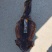 黑鱿鱼干