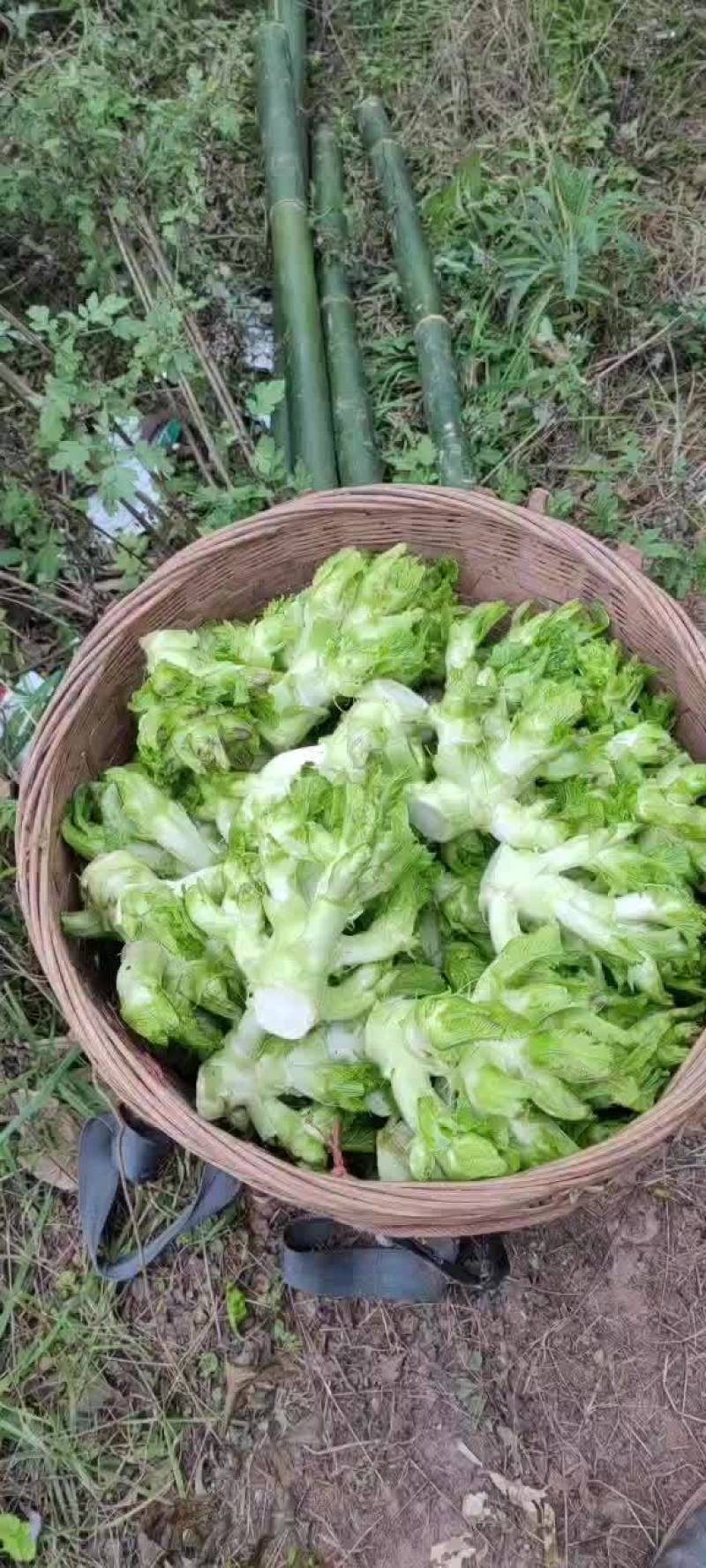 精品儿菜大量上市