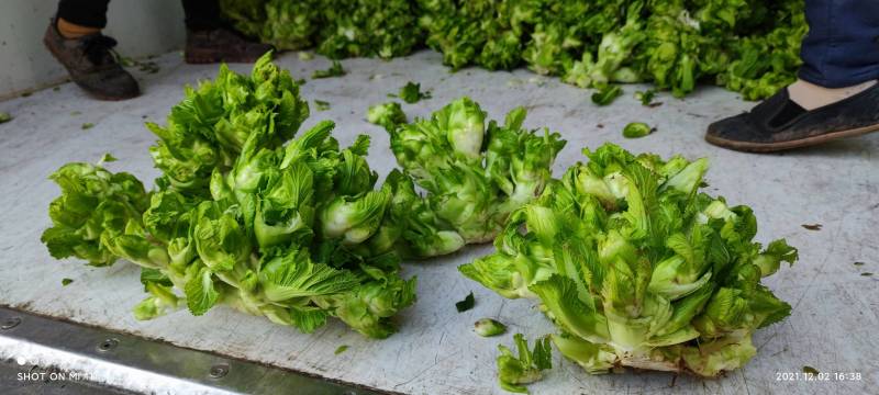 精品儿菜大量上市