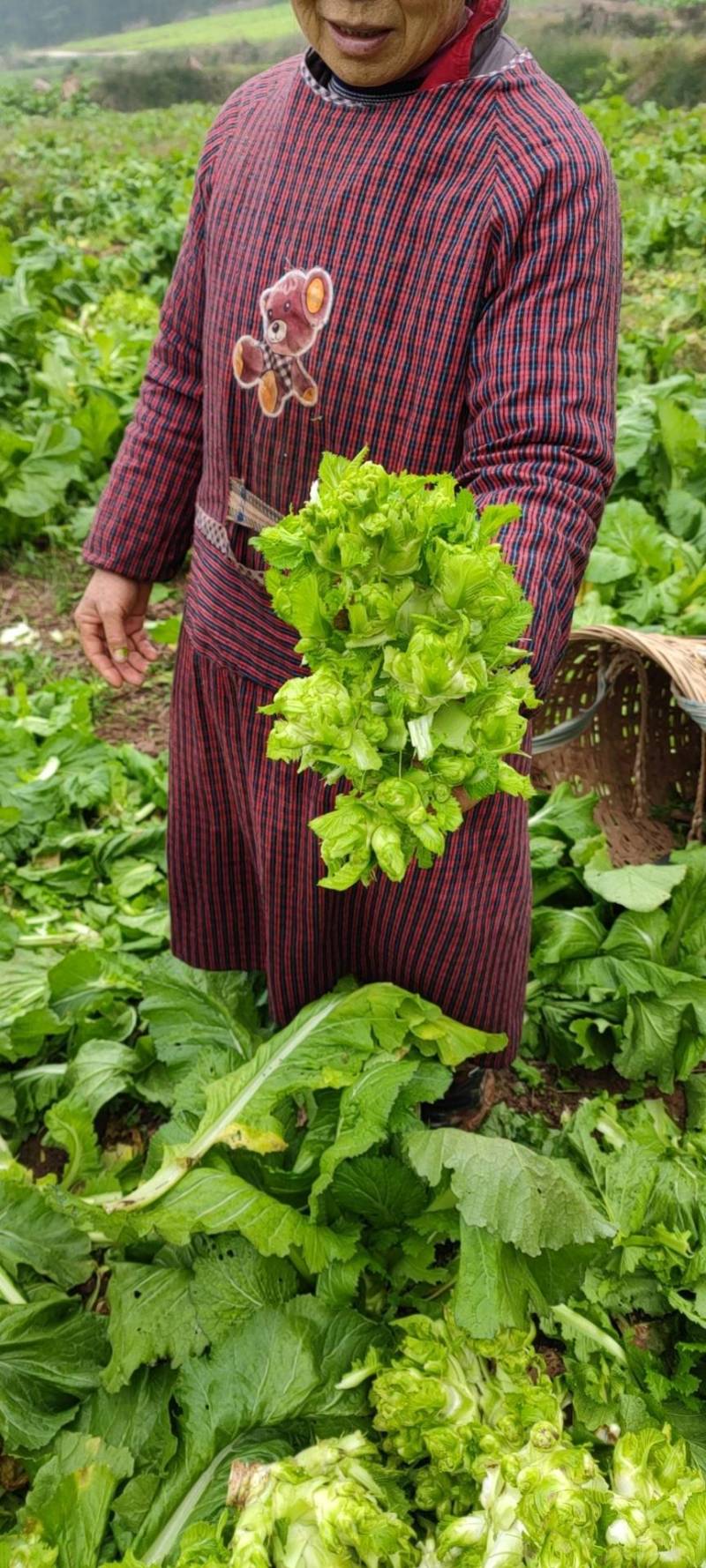 精品儿菜大量上市