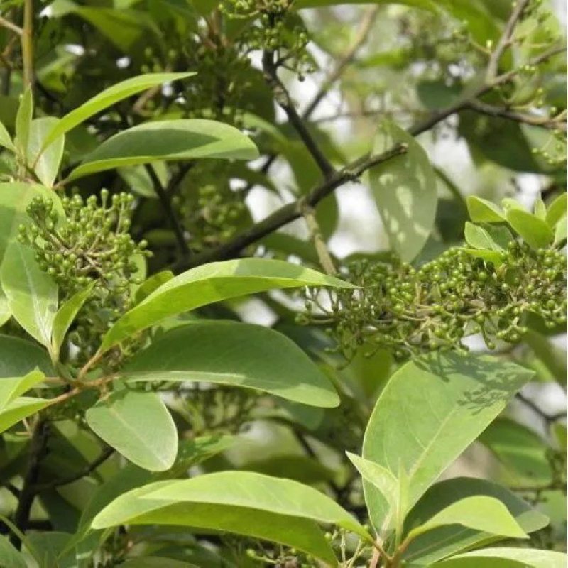 毕澄茄种子澄茄子山苍子大木姜子木香子荜澄茄种籽