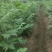 良种川黄柏苗