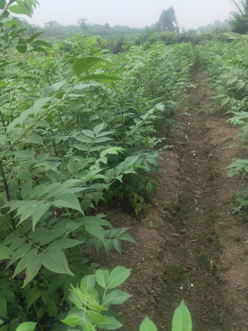良种川黄柏苗