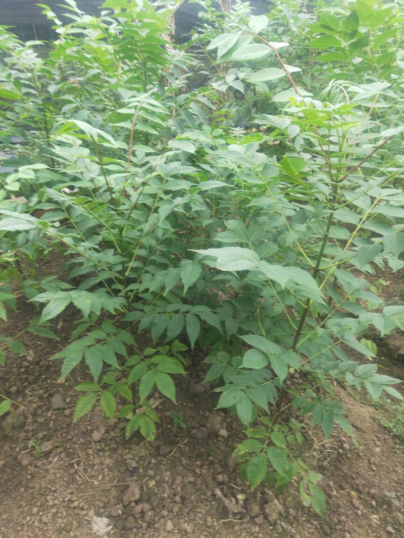 良种川黄柏苗