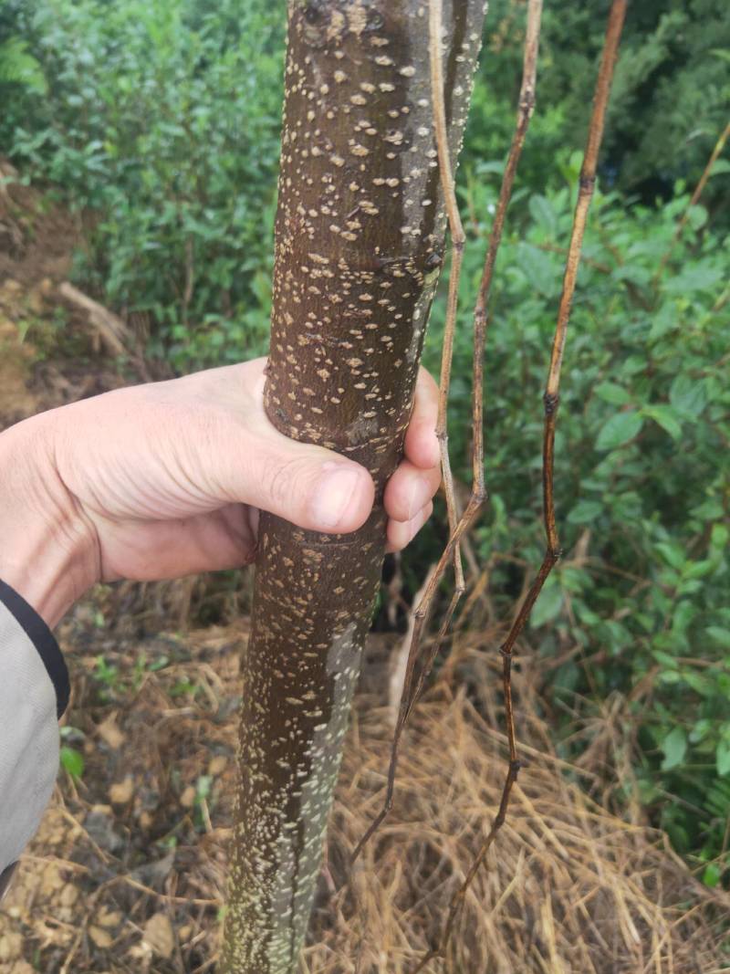 良种川黄柏苗