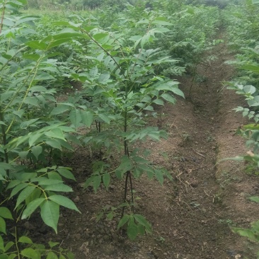 良种川黄柏苗