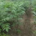 良种川黄柏苗