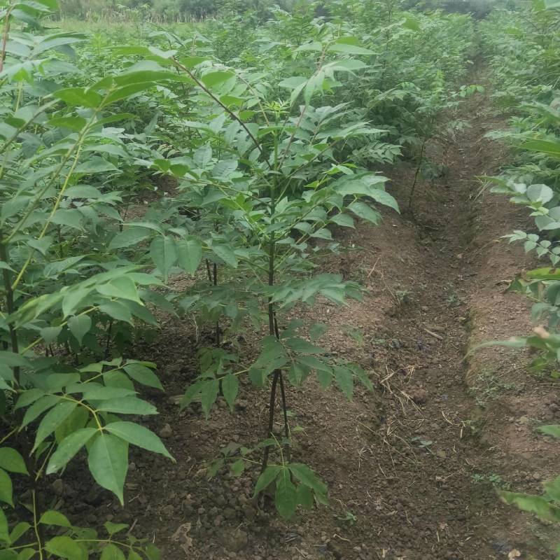良种川黄柏苗