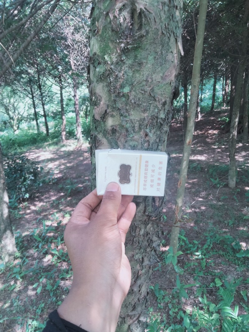 红豆杉12公分起