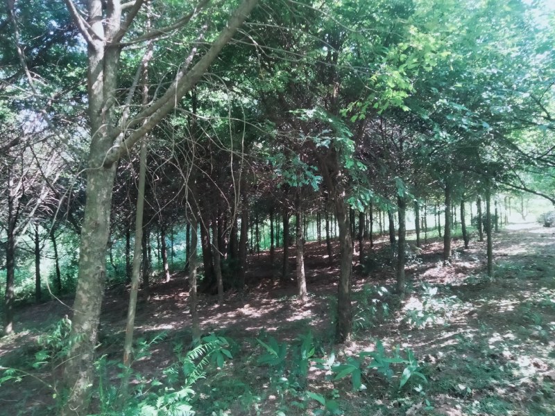 红豆杉12公分起