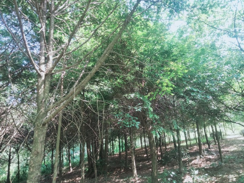 红豆杉12公分起