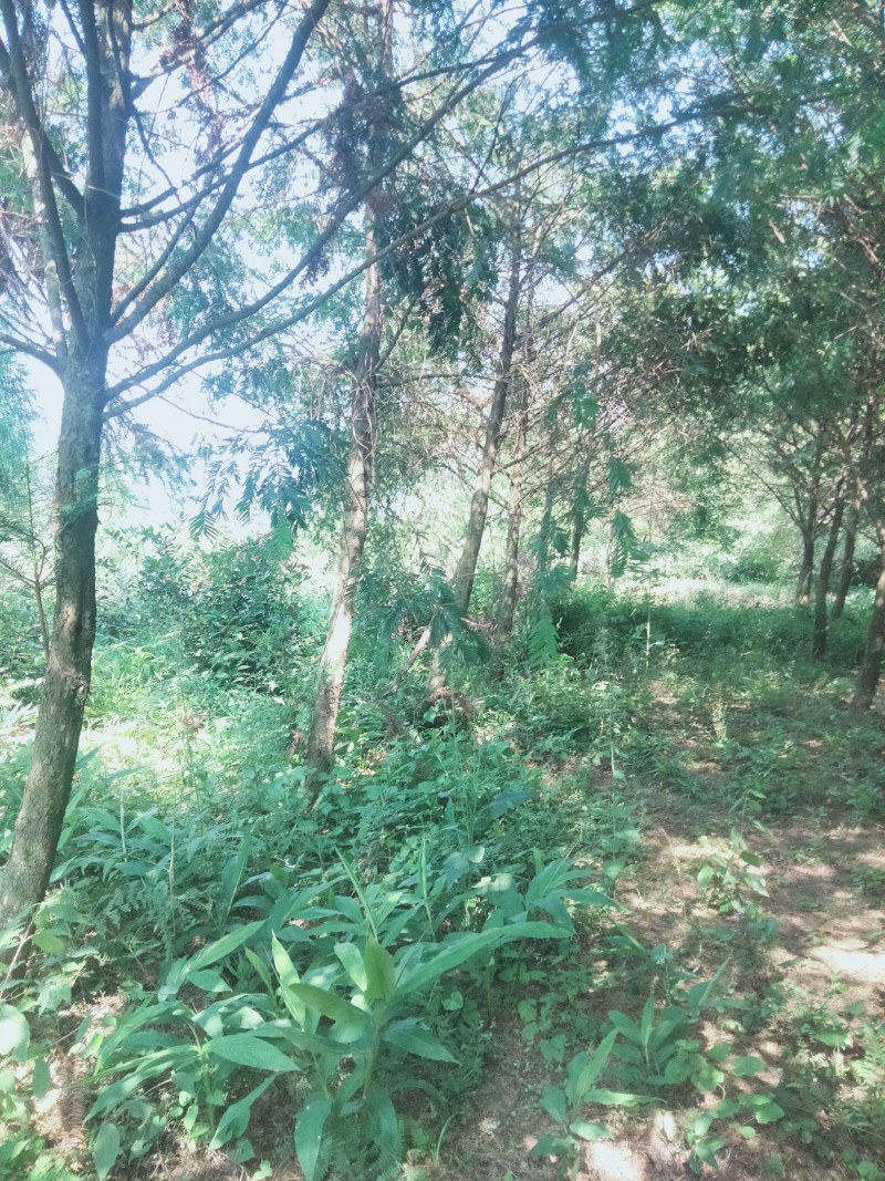 红豆杉12公分起