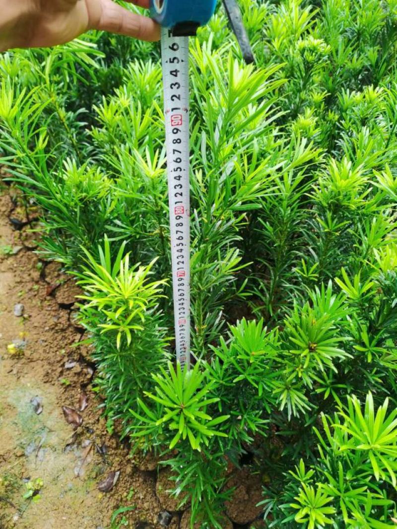 罗汉松杯苗，供应规格60-1.2米高的罗汉松营养杯苗。