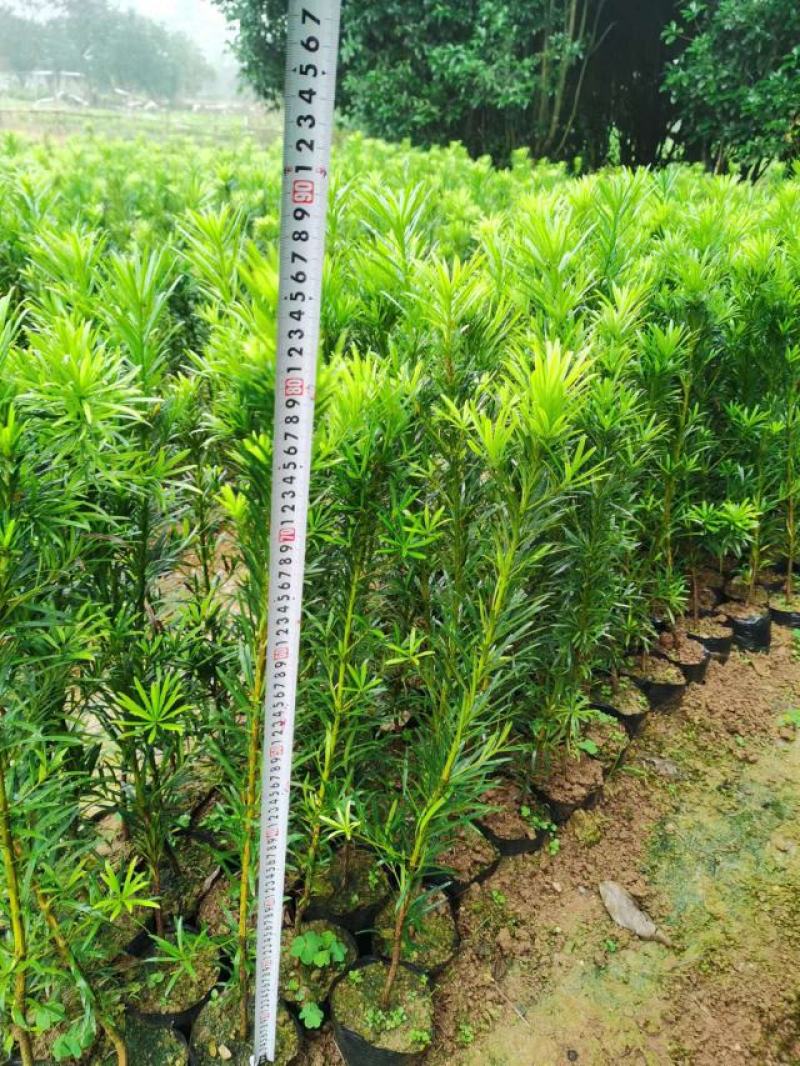 罗汉松杯苗，供应规格60-1.2米高的罗汉松营养杯苗。