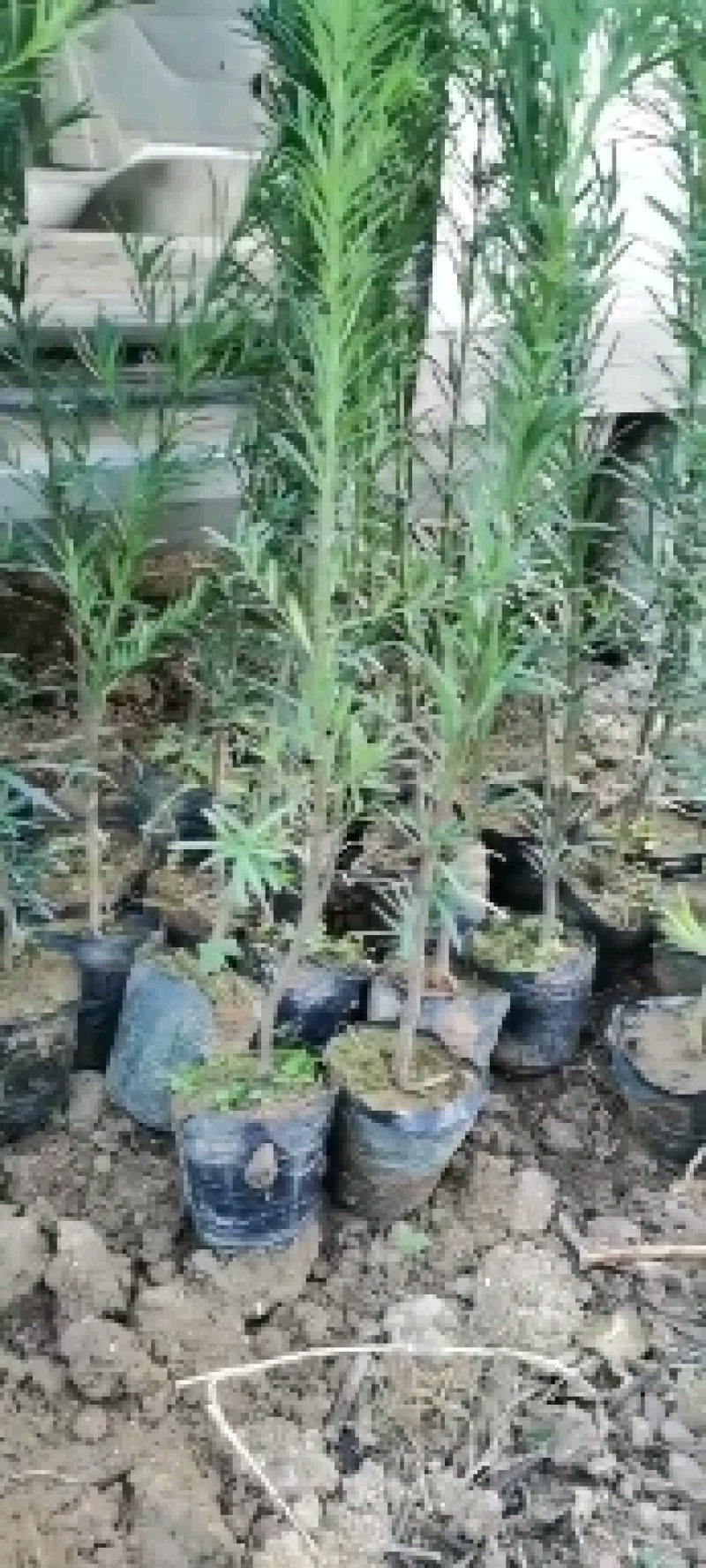 罗汉松杯苗，供应规格60-1.2米高的罗汉松营养杯苗。