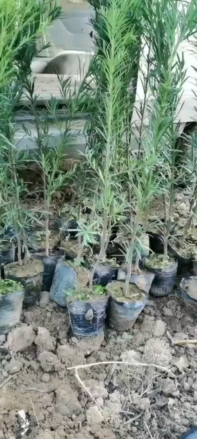 罗汉松杯苗，供应规格60-1.2米高的罗汉松营养杯苗。