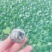 西兰花苗炎秀耐寒优秀绿菜花苗青花菜苗预订有苗