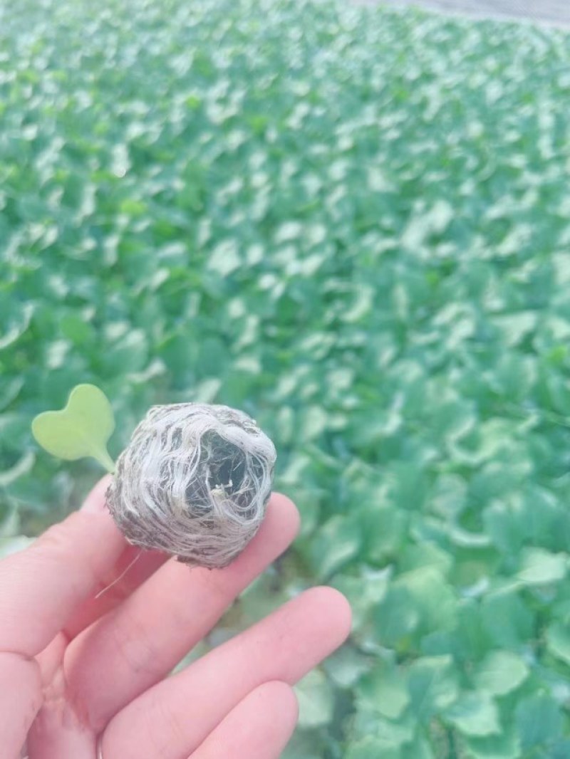 西兰花苗炎秀耐寒优秀绿菜花苗青花菜苗预订有苗