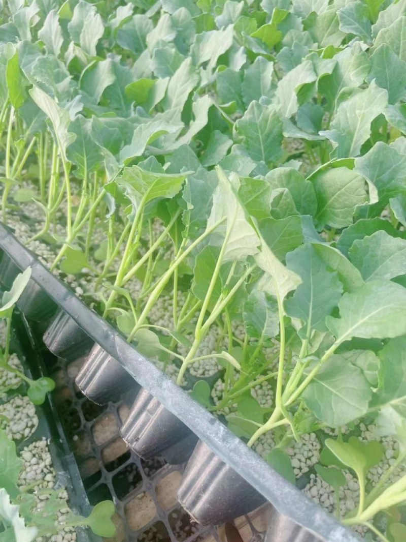 西兰花苗炎秀耐寒优秀绿菜花苗青花菜苗预订有苗