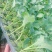 西兰花苗炎秀耐寒优秀绿菜花苗青花菜苗预订有苗