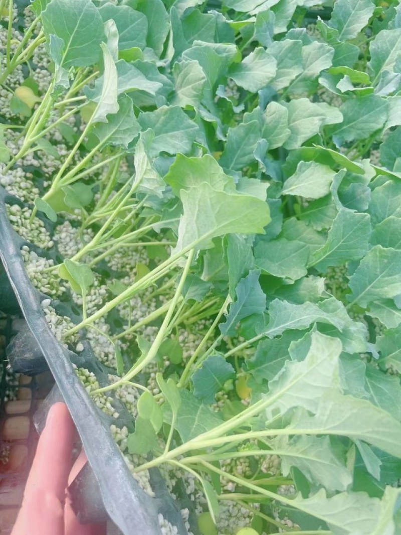 西兰花苗炎秀耐寒优秀绿菜花苗青花菜苗预订有苗