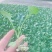 西兰花苗炎秀耐寒优秀绿菜花苗青花菜苗预订有苗
