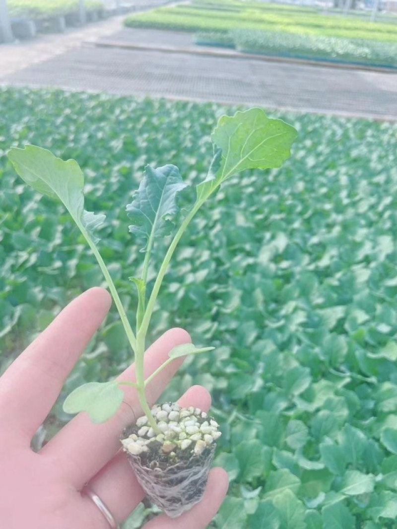 西兰花苗炎秀耐寒优秀绿菜花苗青花菜苗预订有苗