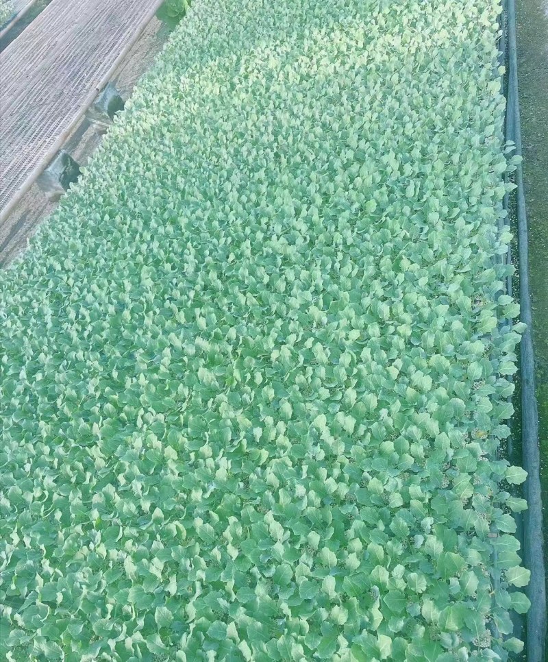 西兰花苗炎秀耐寒优秀绿菜花苗青花菜苗预订有苗