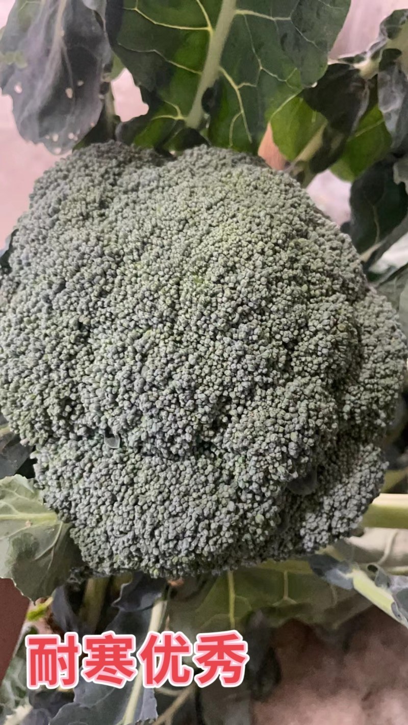 西兰花苗炎秀耐寒优秀绿菜花苗青花菜苗预订有苗