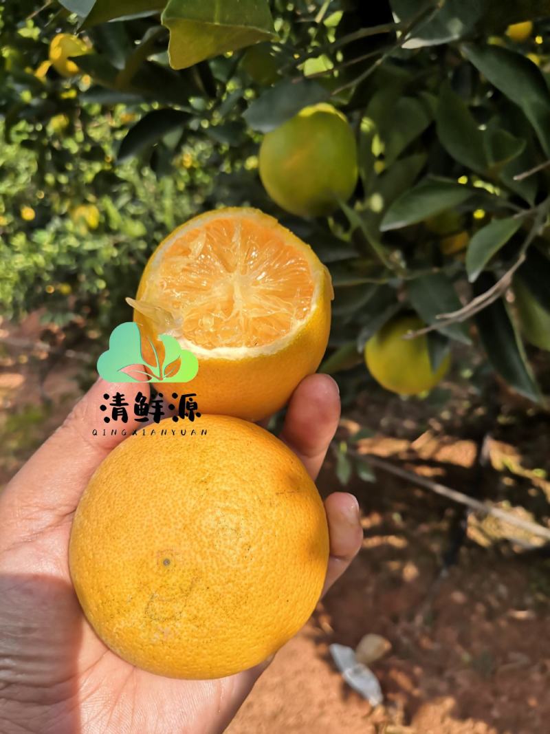 云南冰糖橙：品牌：清鲜源