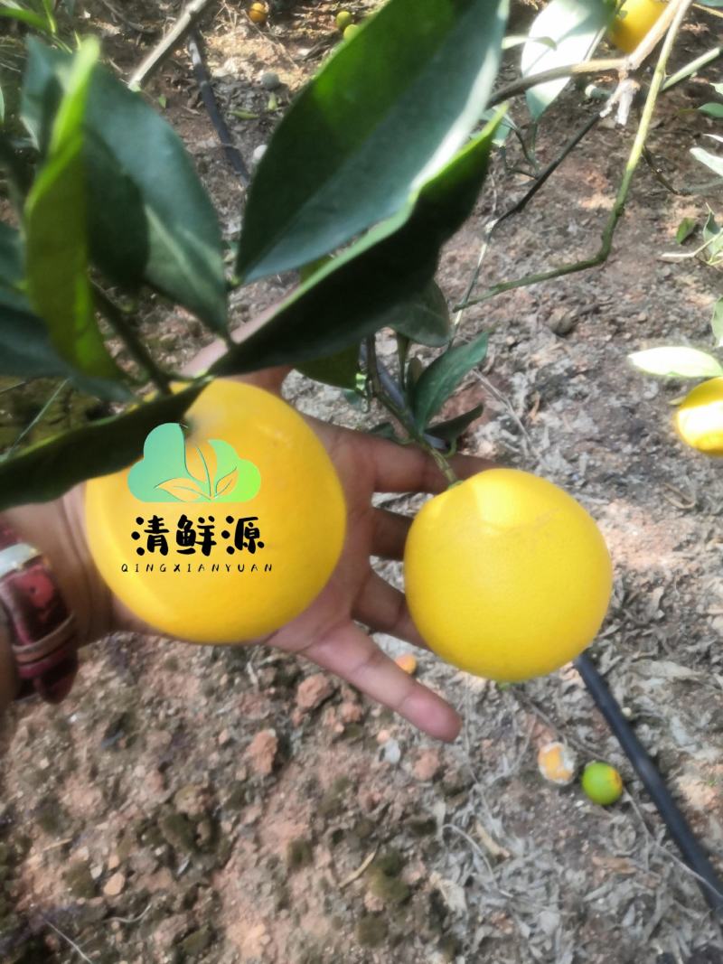 云南冰糖橙：品牌：清鲜源