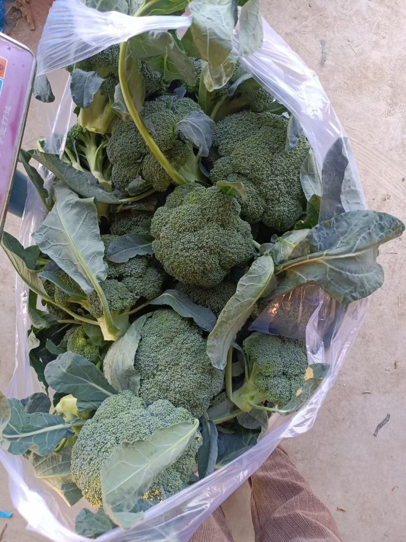 山东单县西兰花大量供应