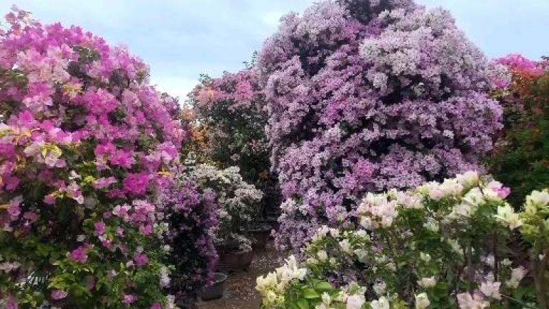 各种规格，花色的三角梅盆景