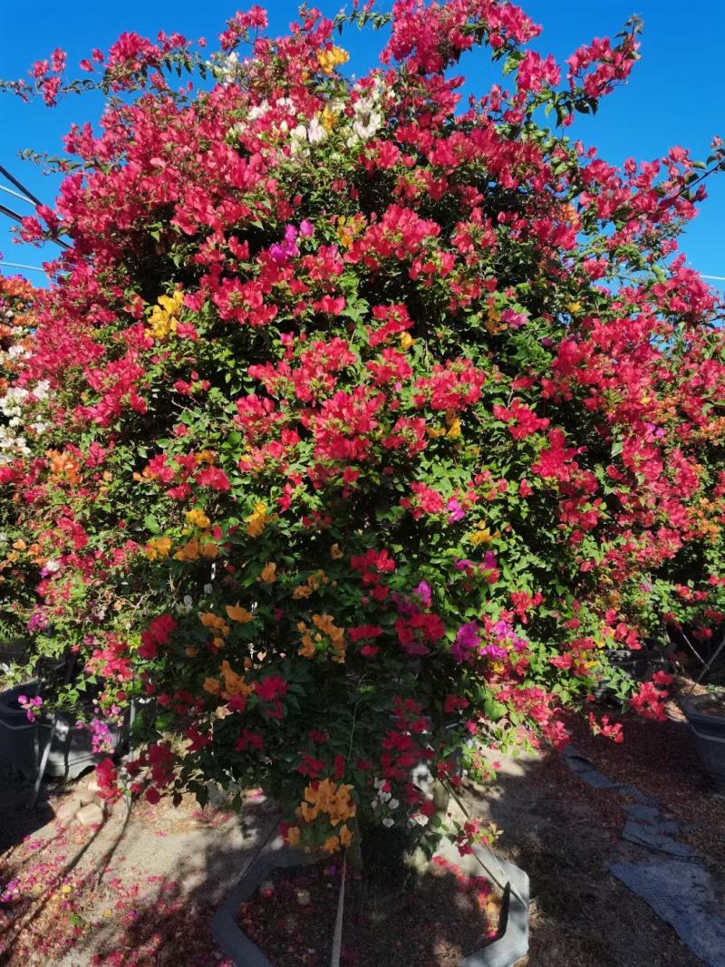 各种规格，花色的三角梅盆景