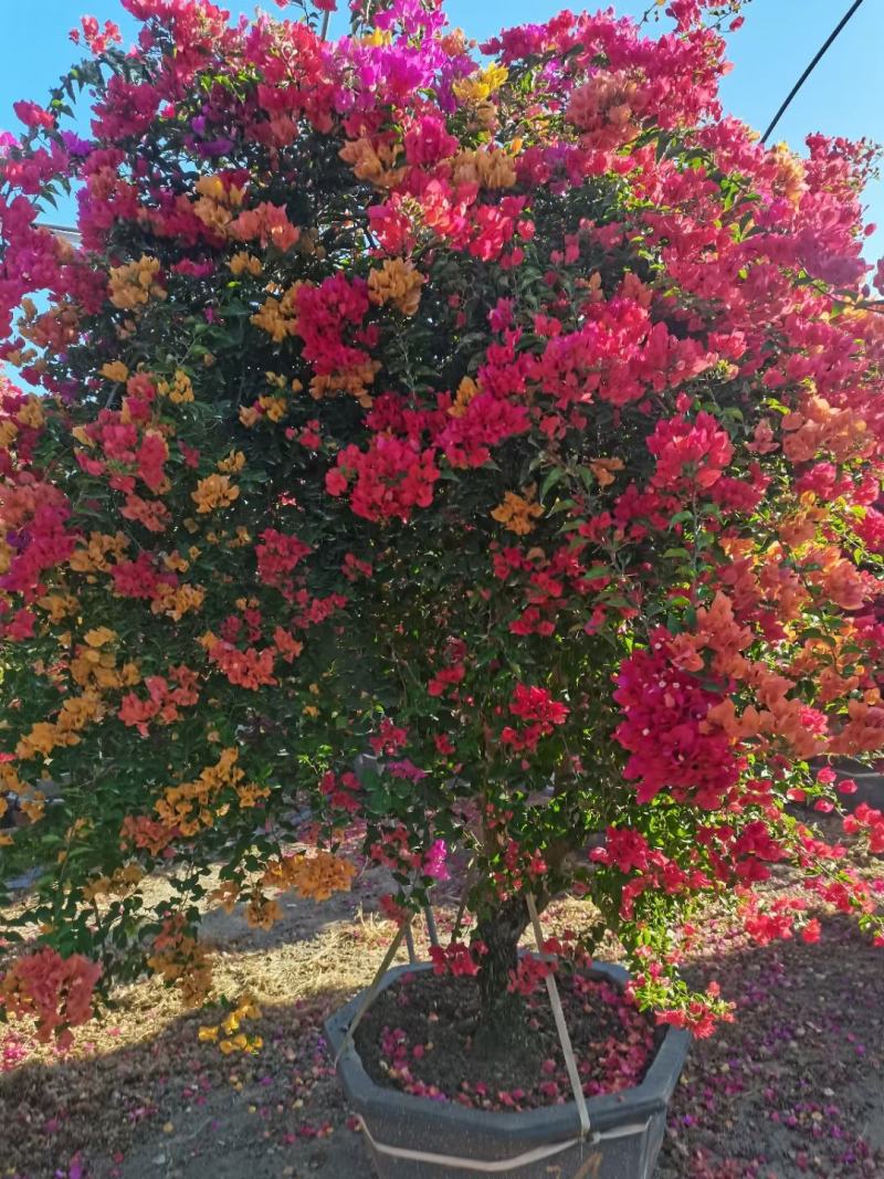 各种规格，花色的三角梅盆景